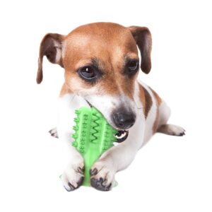 Juguete Dental Cactus para Perro - Imagen 5