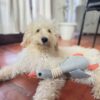 Peluche Ganso