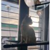 Cama colgante para gatos - Imagen 2