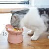 Plato alto para gatos de plastico - Imagen 7
