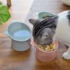 Plato alto para gatos de plastico - Imagen 4