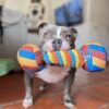 Mancuerna peluche gigante - Imagen 2