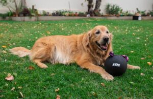 Pelota maciza grande