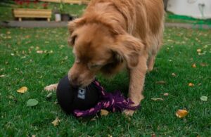 Pelota maciza grande - Imagen 3