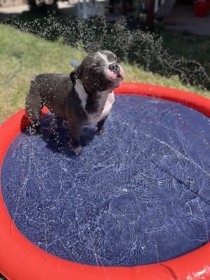 Piscina splash NOBBY - Imagen 3