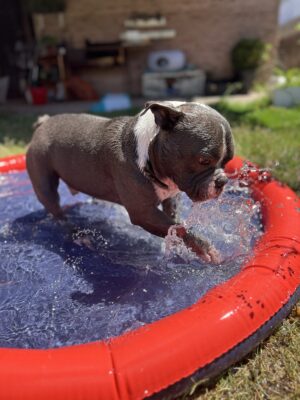 Piscina splash NOBBY - Imagen 2