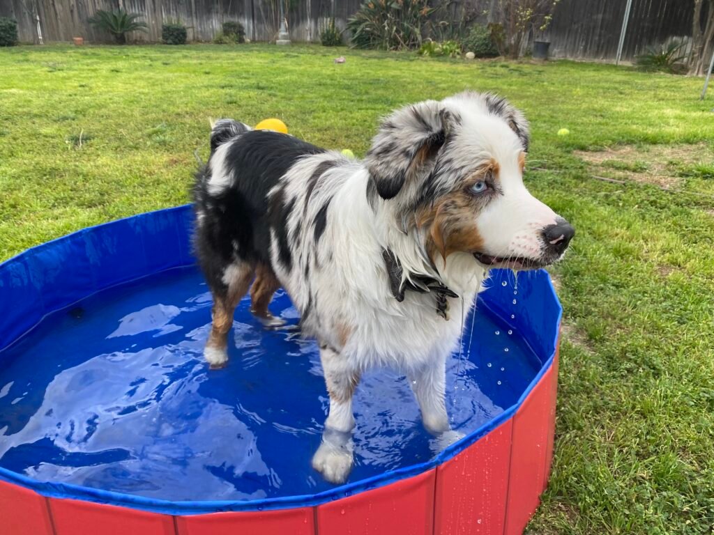 Piscina plegable para perros de PVC con perro pastor australiano en el jardín