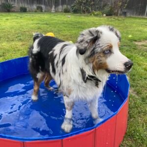Piscina para perros Plegable de PVC