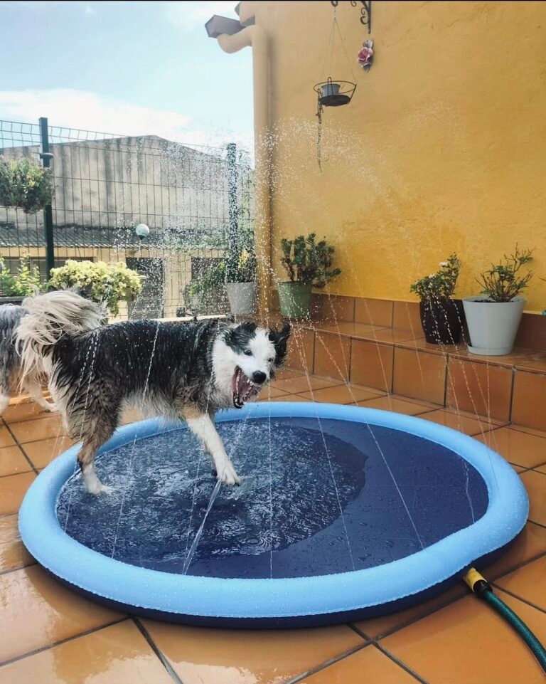Perro jugando en la Piscina Splash con chorros de agua en el patio de su casa
