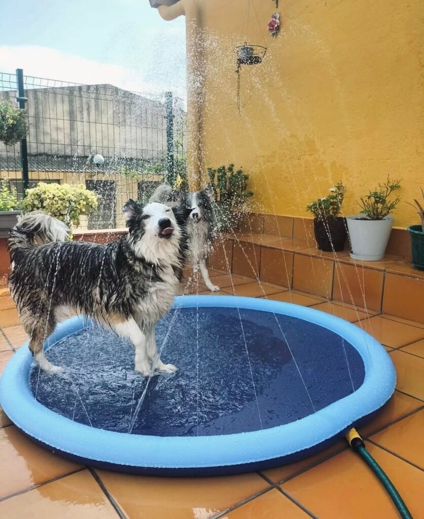 Piscina splash para perros con chorros de agua y perro jugando en el patio