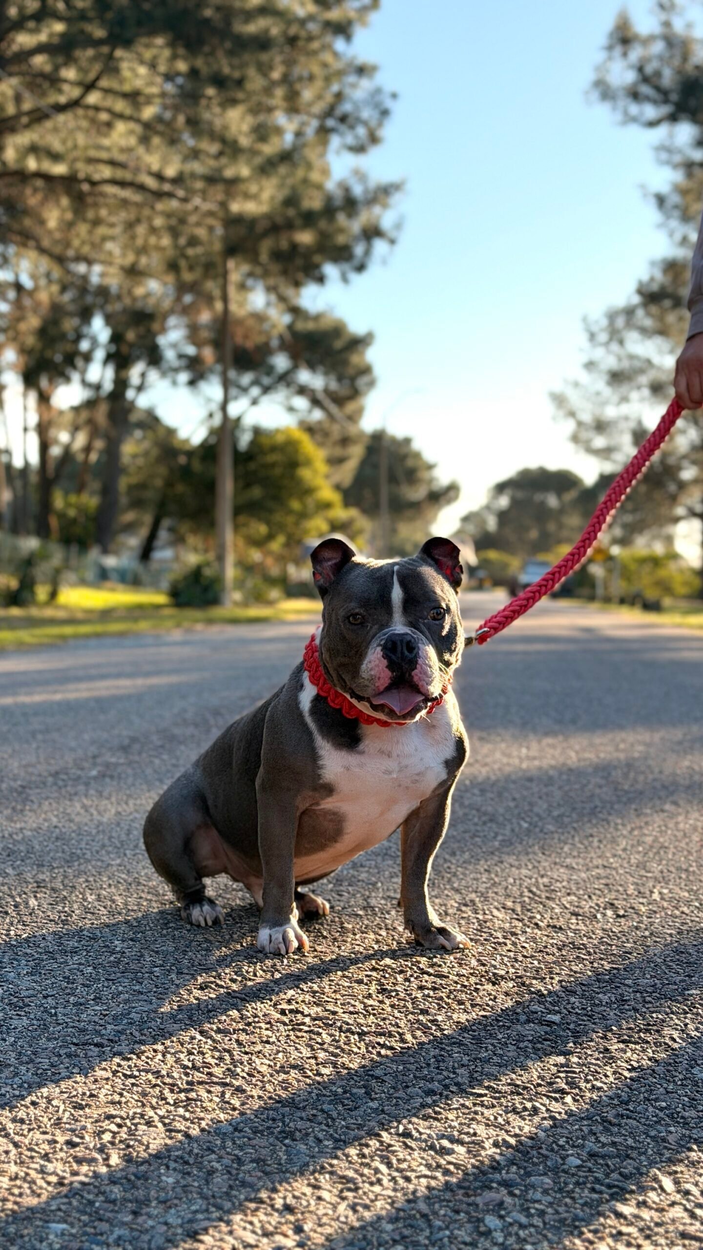Combo Collar y Correa Trenzada para Perros