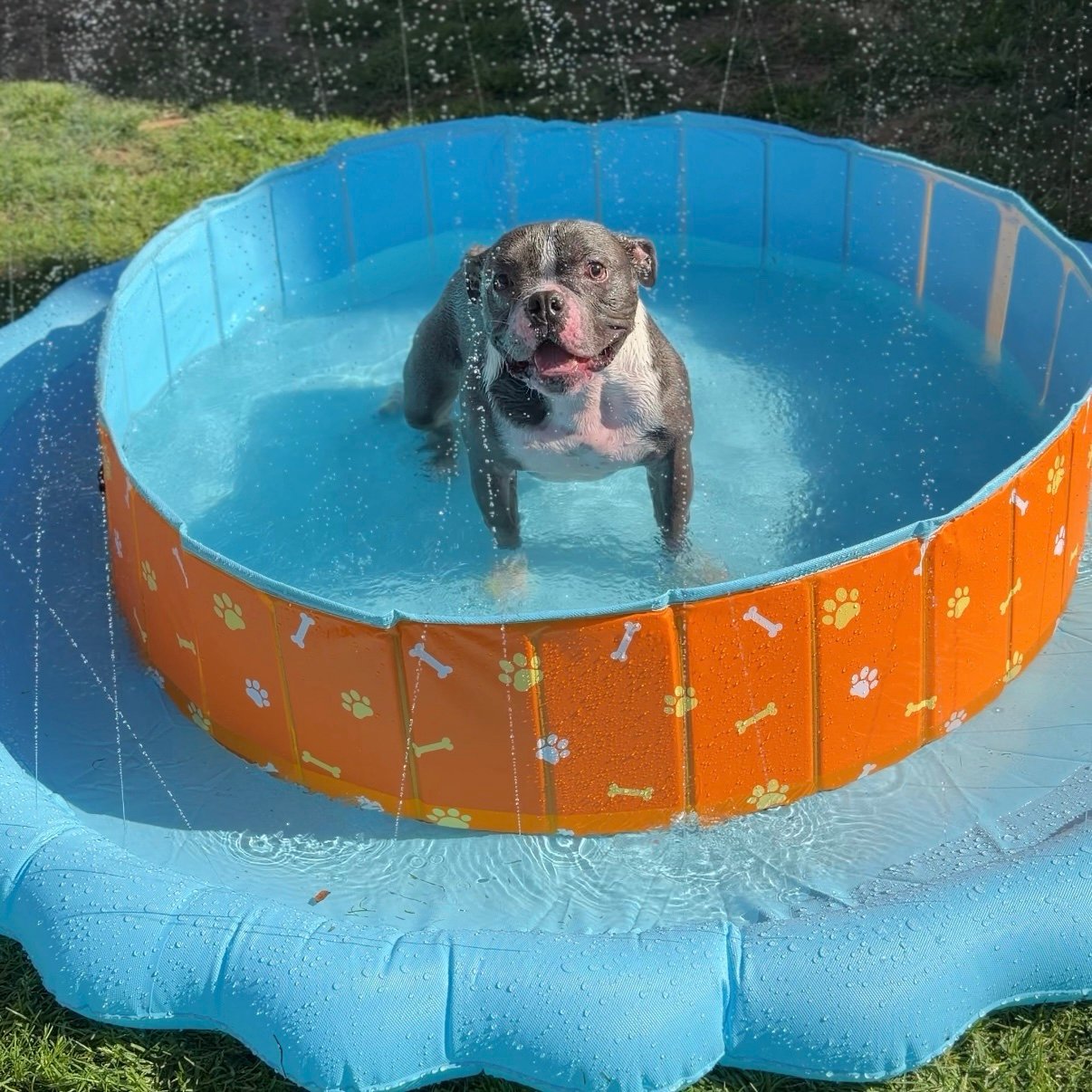 Piscina para Perros 120 cm con Chorros de Agua